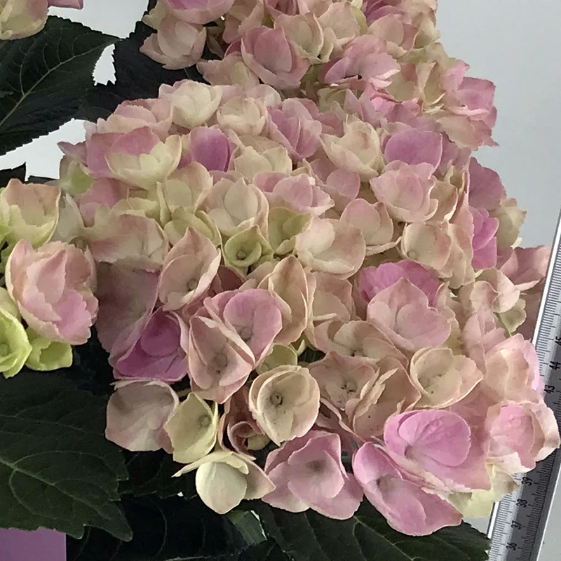 HYDRANGEA MAGICAL ROSA IN VASO DA 23CM