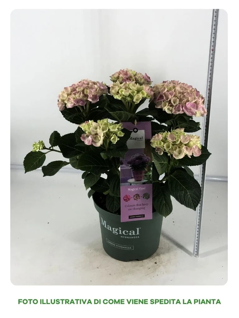HYDRANGEA MAGICAL ROSA IN VASO DA 23CM
