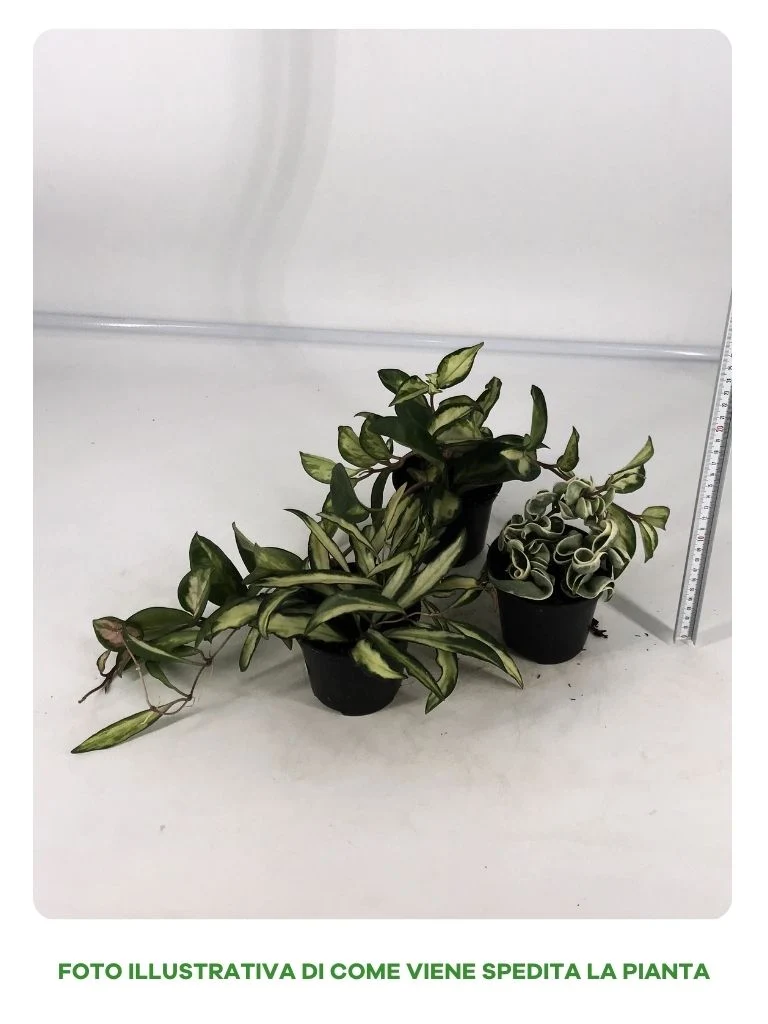OFFERTA 3 VARIETA' DI HOYA IN VASO DA 10CM