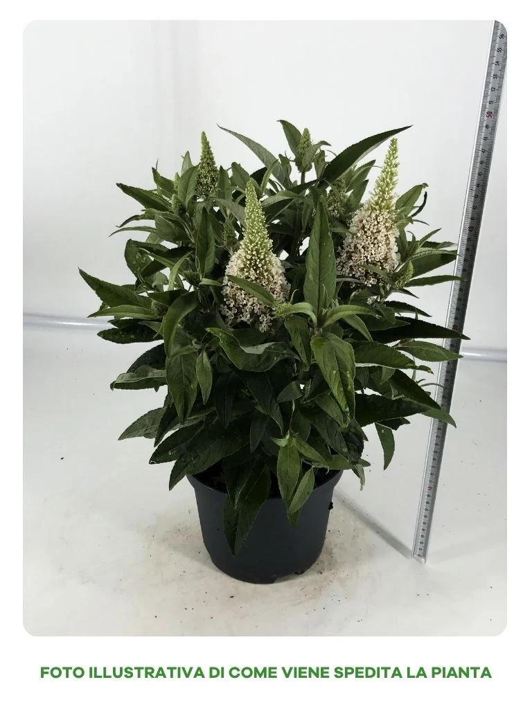BUDDLEYA BUTTERFLY CANDY IN VASO DA 19CM ASSORTITA (BIANCA, VIOLA, PORPORA)
