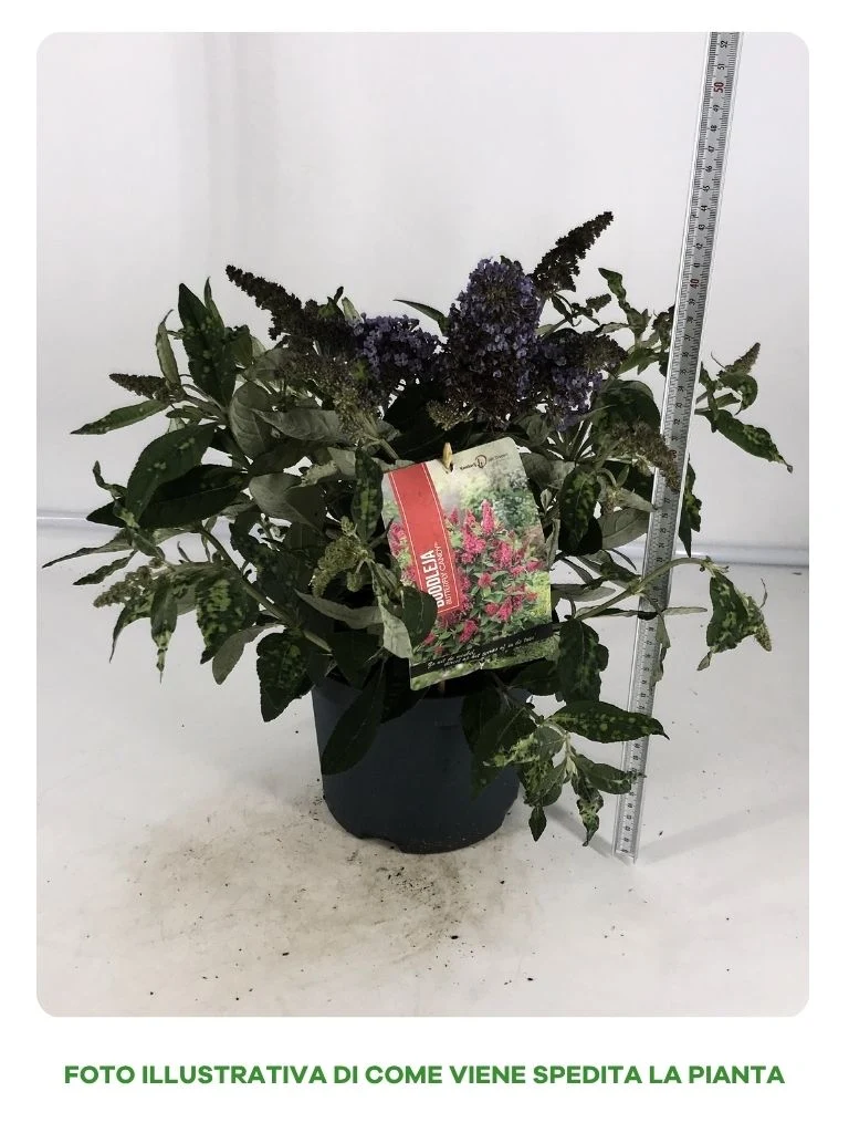 BUDDLEYA BUTTERFLY CANDY IN VASO DA 19CM ASSORTITA (BIANCA, VIOLA, PORPORA)