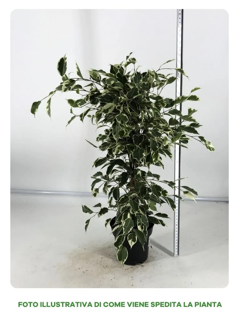 FICUS TWILIGHT IN VASO DA 14CM