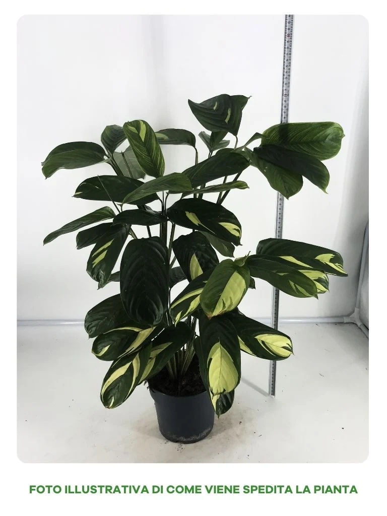 CALATHEA GOLDEN MOSAIC IN VASO DA 17CM