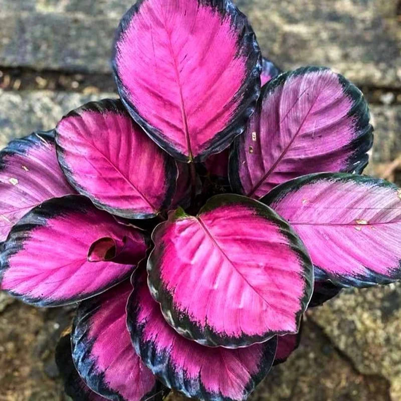 CALATHEA CRIMSON IN VASO DA 17CM