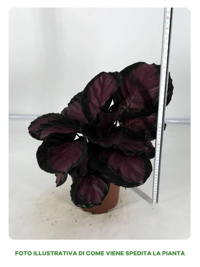 CALATHEA CRIMSON IN VASO DA 17CM