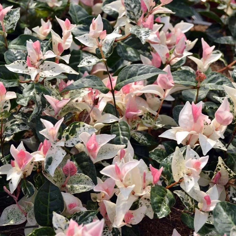 RYNCOSPERMUM GELSOMINO TRICOLOR IN VASO DA 15CM