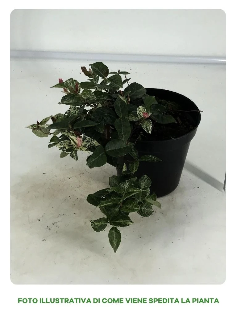 RYNCOSPERMUM GELSOMINO TRICOLOR IN VASO DA 15CM