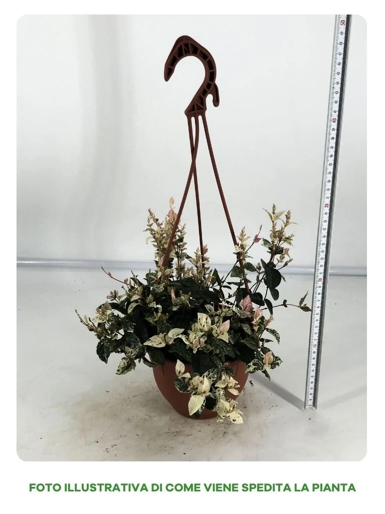 TRACHELOSPERMUM TRICOLOR IN BASKET DA 16CM