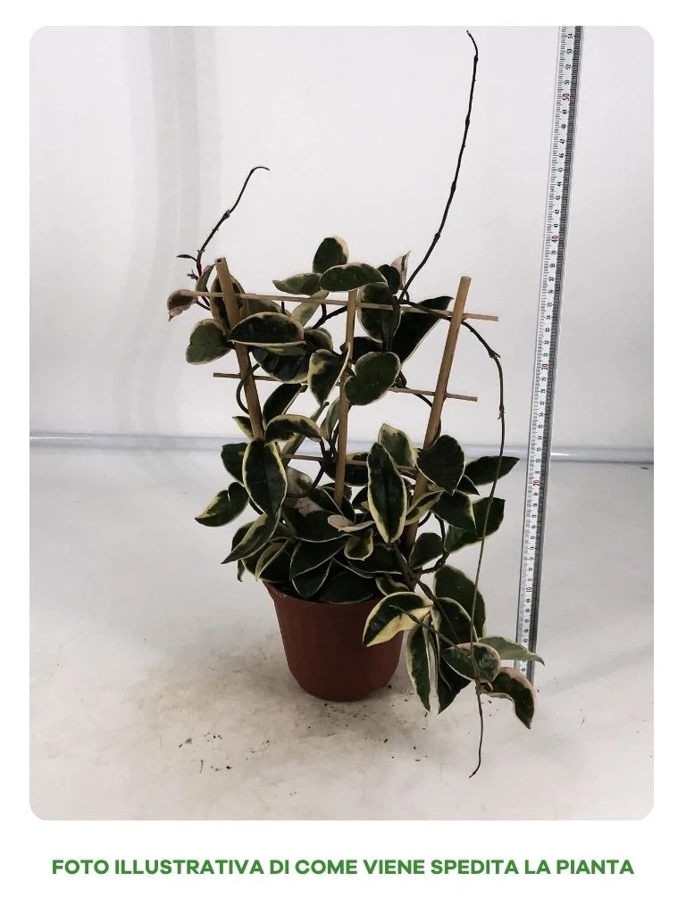 HOYA CARNOSA TRICOLOR CON SPALLIERA IN VASO DA 14CM