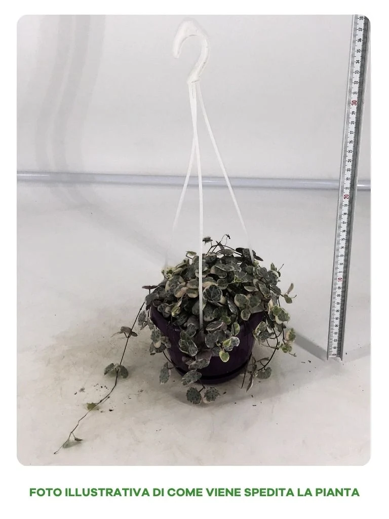 CEROPEGIA IN BASKET DA 12CM