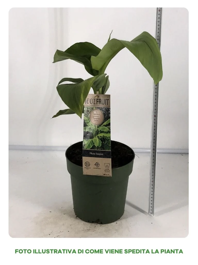 MUSA BASJOO IN VASO DA 20CM