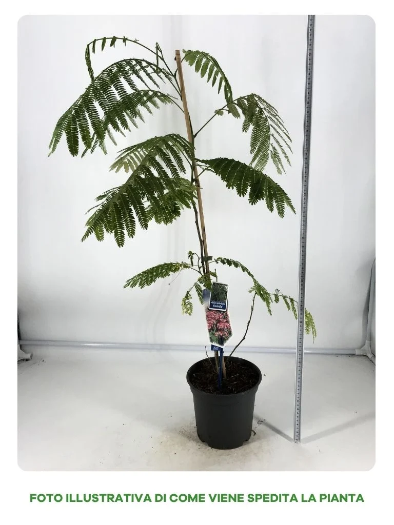 ALBIZIA JULIBRISSIN OMBRELLA IN VASO DA 19CM