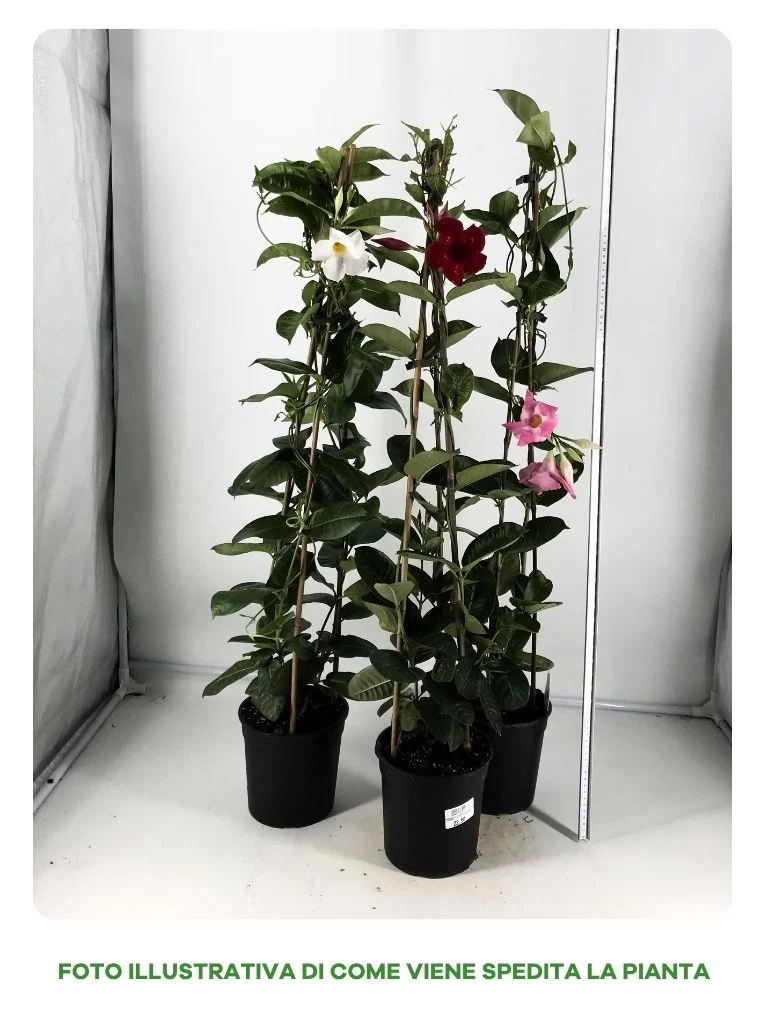 MANDEVILLA COSMOS IN VASO DA 18CM COLORI ASSORTITI