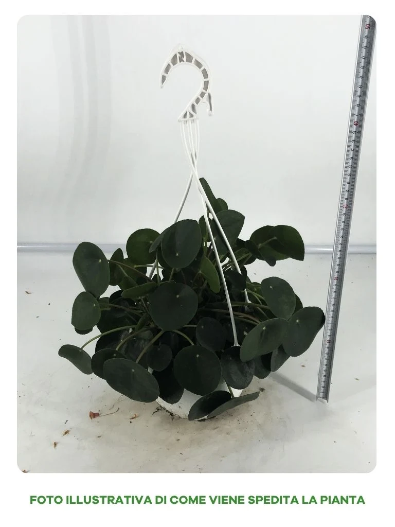 PILEA IN BASKET DA 18CM