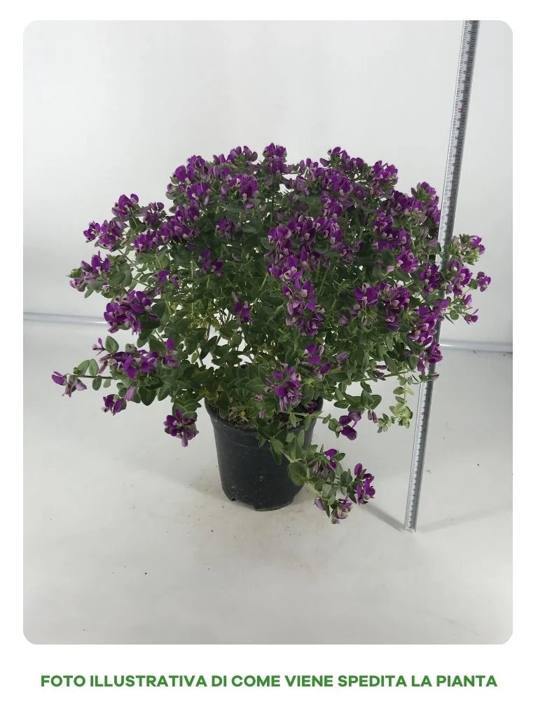 POLYGALA BIBY PINK IN VASO DA 19CM