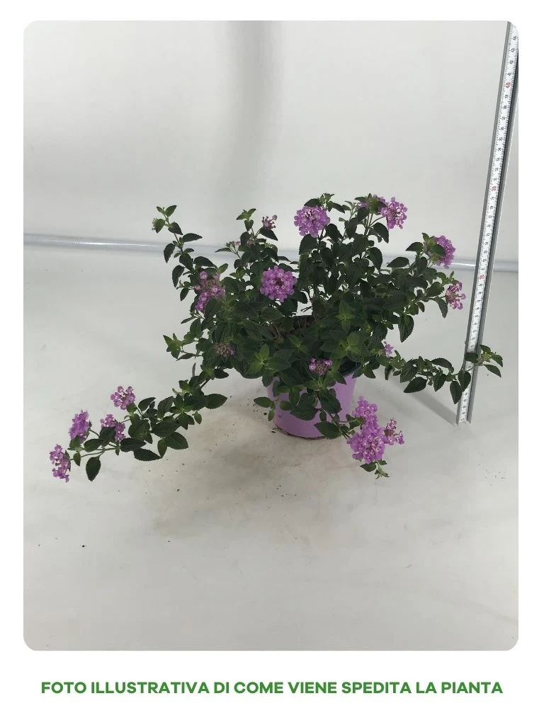 LANTANA SELLOWIANA IN VASO DA 14CM