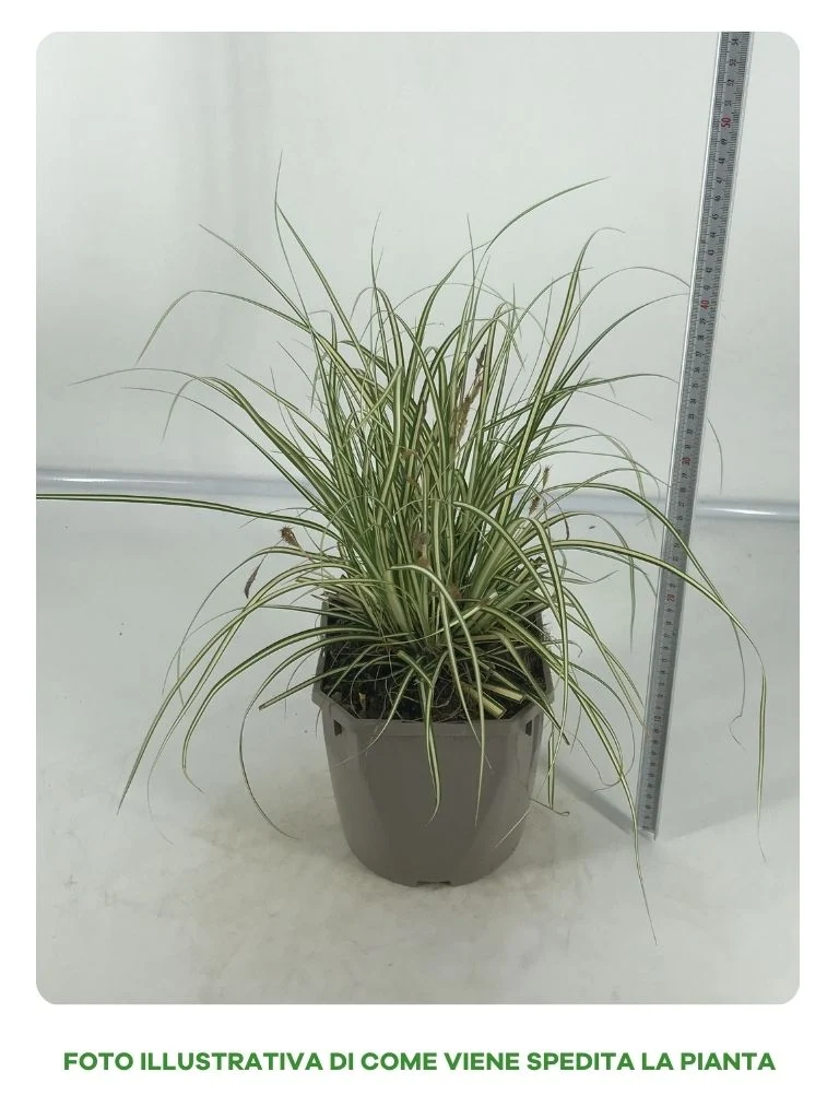 CAREX OSHIMENSIS EVERGOLD IN VASO DA 17CM