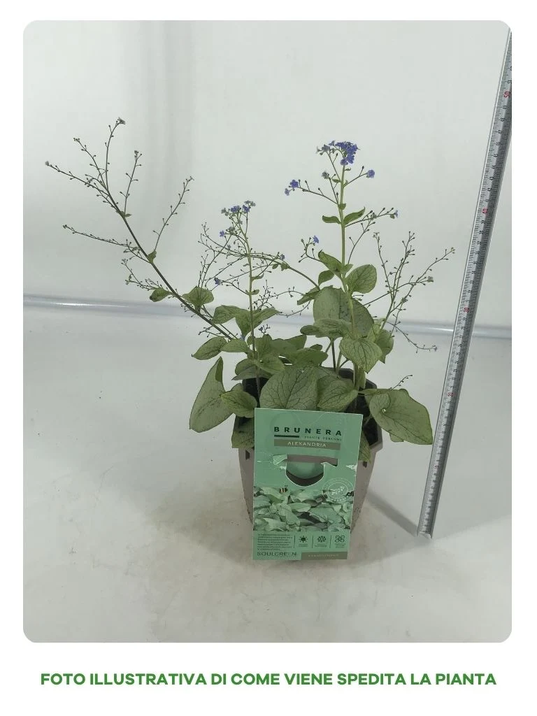 BRUNERA ALEXANDRIA IN VASO DA 17CM