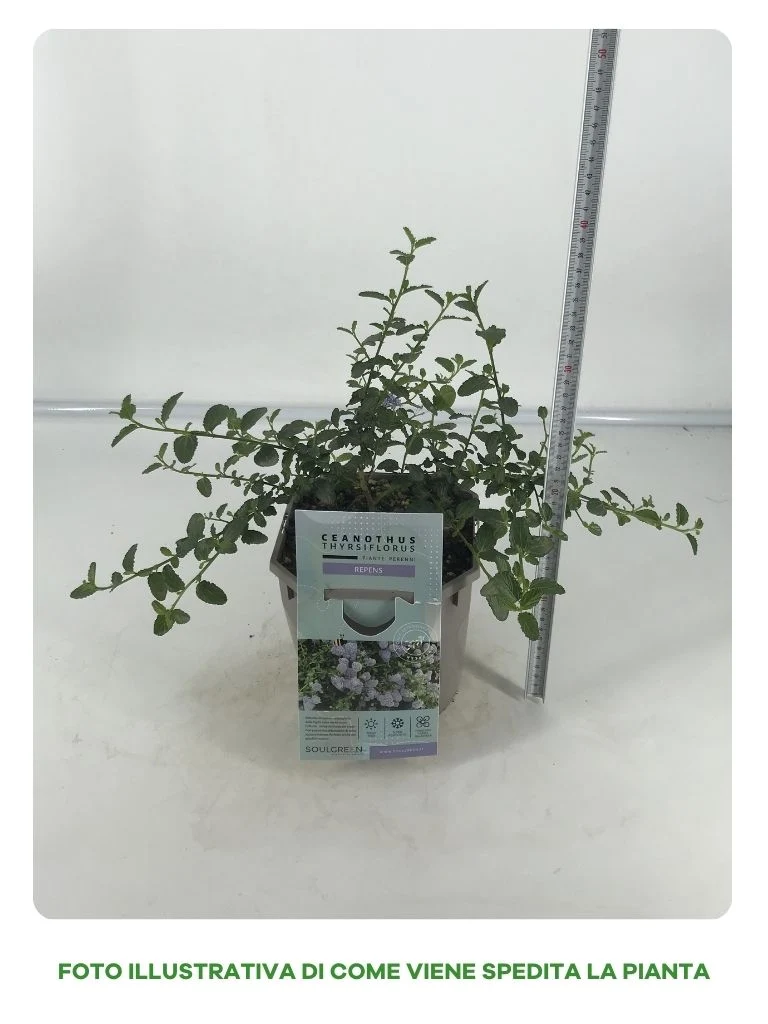 CEANOTHUS REPENS THYRSIFLORUS IN VASO DA 17CM