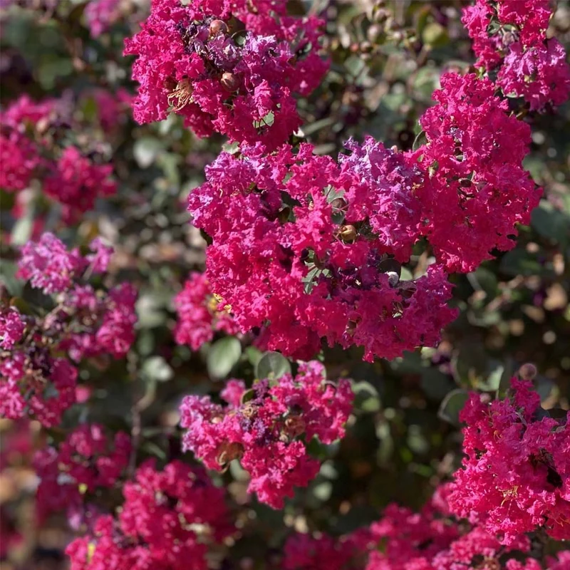 LAGERSTROEMIA GOURMET RED WINE IN VASO DA 19CM
