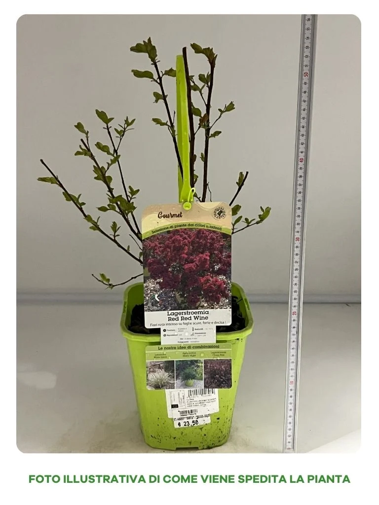 LAGERSTROEMIA GOURMET RED WINE IN VASO DA 19CM