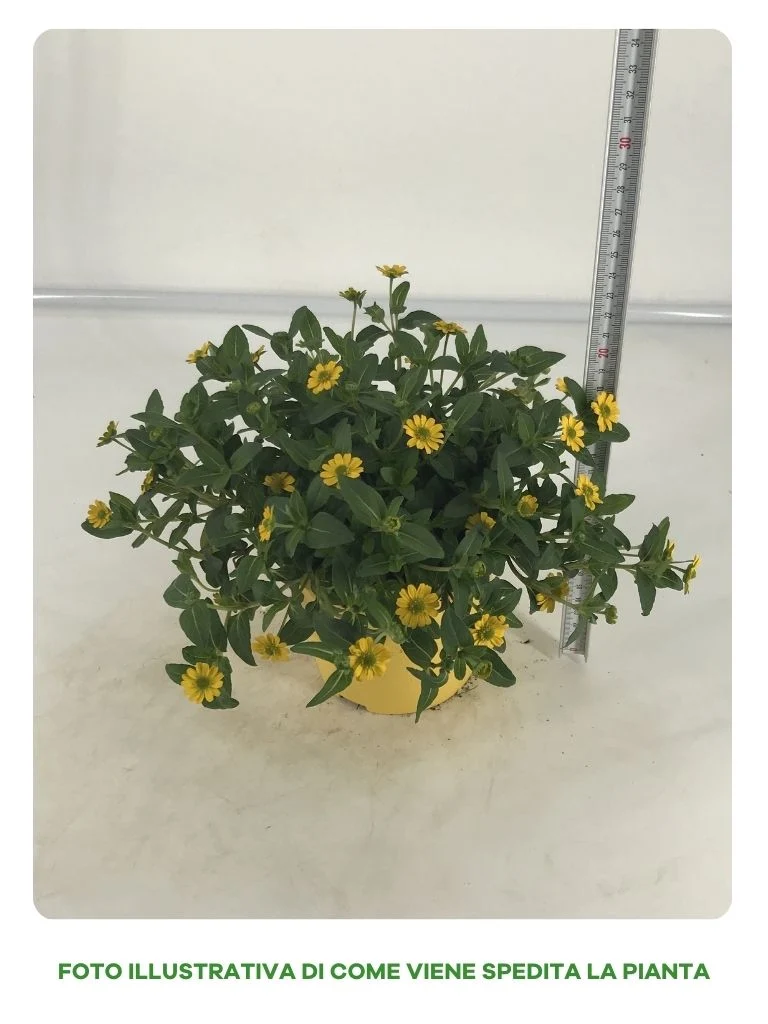 SANVITALIA IN VASO DA 14CM