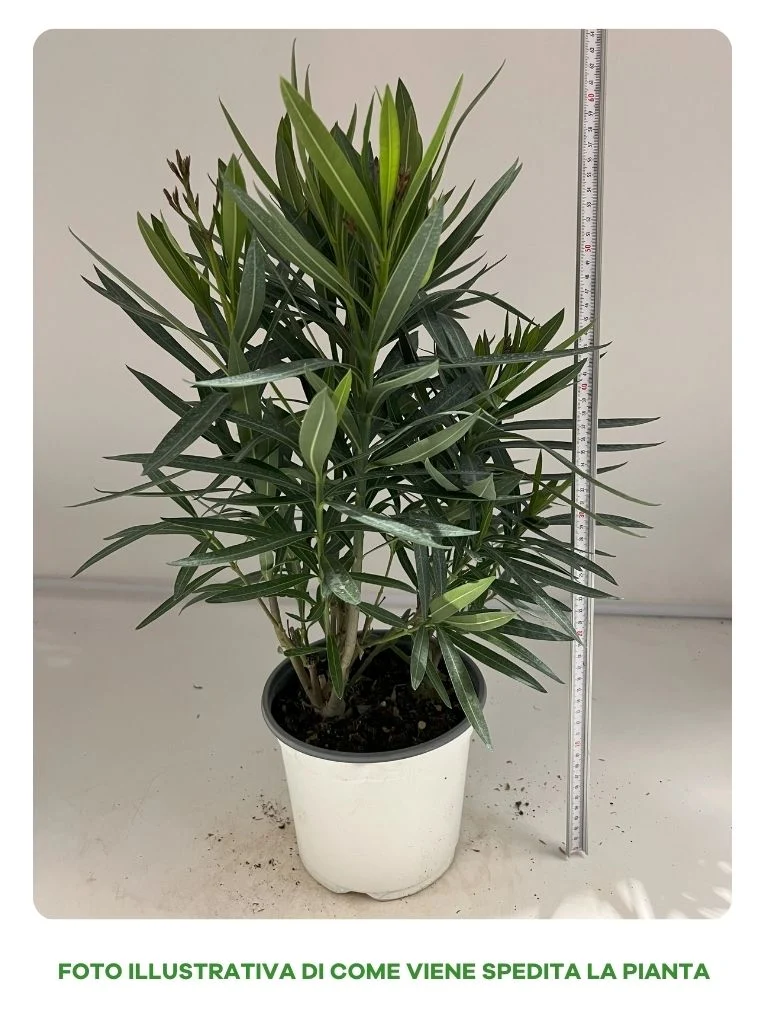 NERIUM OLEANDRO IN VASO DA 19CM
