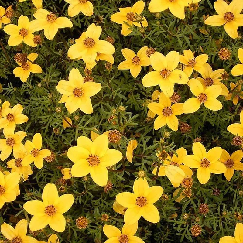 BIDENS TRIO IN VASO BASKET DA 18CM