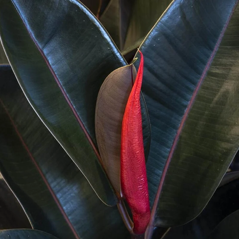 FICUS ABDJAN IN VASO DA 12CM