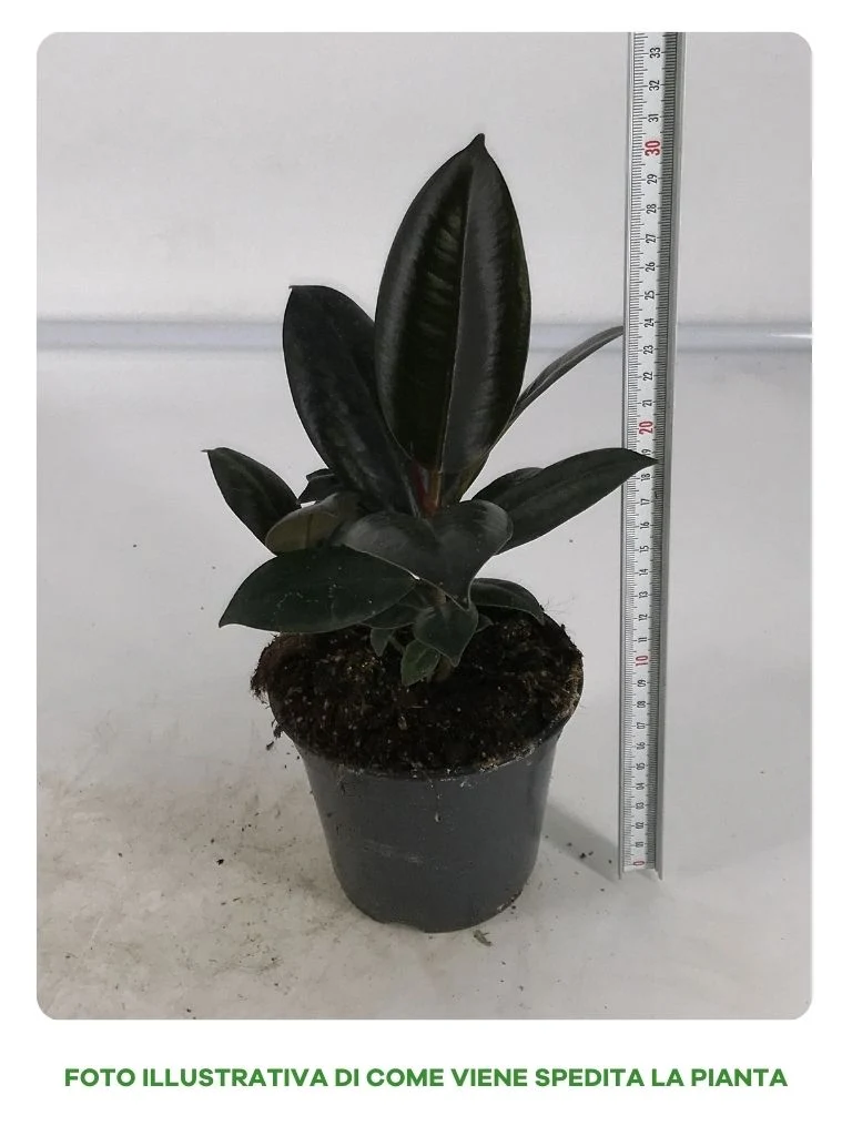 FICUS ABDJAN IN VASO DA 12CM