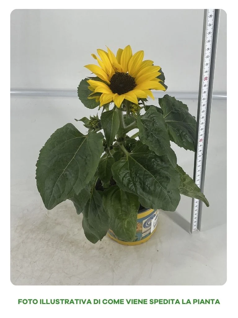 GIRASOLE IN VASO DA 13CM