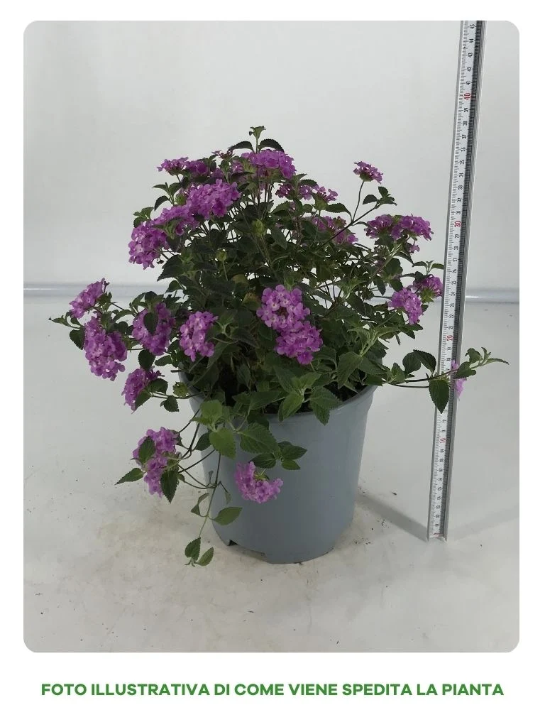 LANTANA SELLOWIANA CESPUGLIO IN VASO DA 14CM