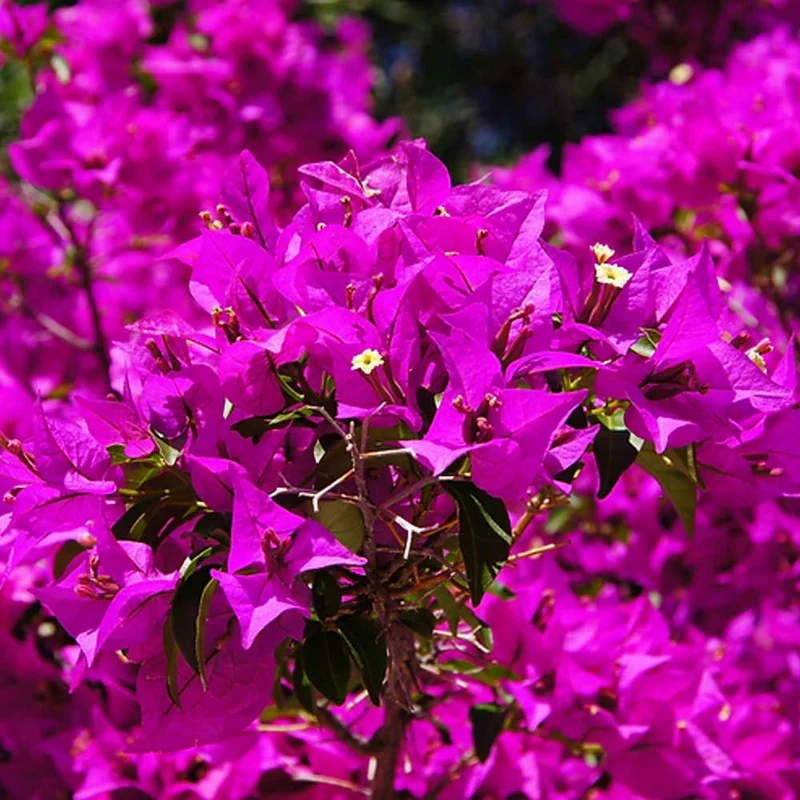 BOUGANVILLEA CALIFORNIANA CESPUGLIO IN VASO DA 17CM COLORI ASSORTITI