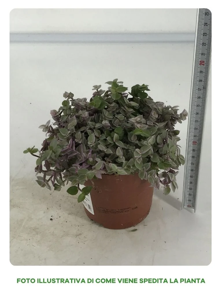 TRADESCANTIA PINK PANTHER IN VASO DA 12CM