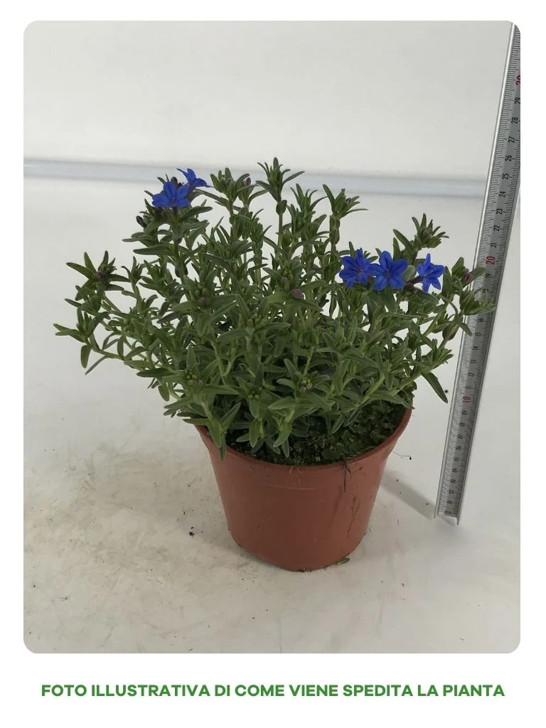 LITHODORA IN VASO DA 14CM