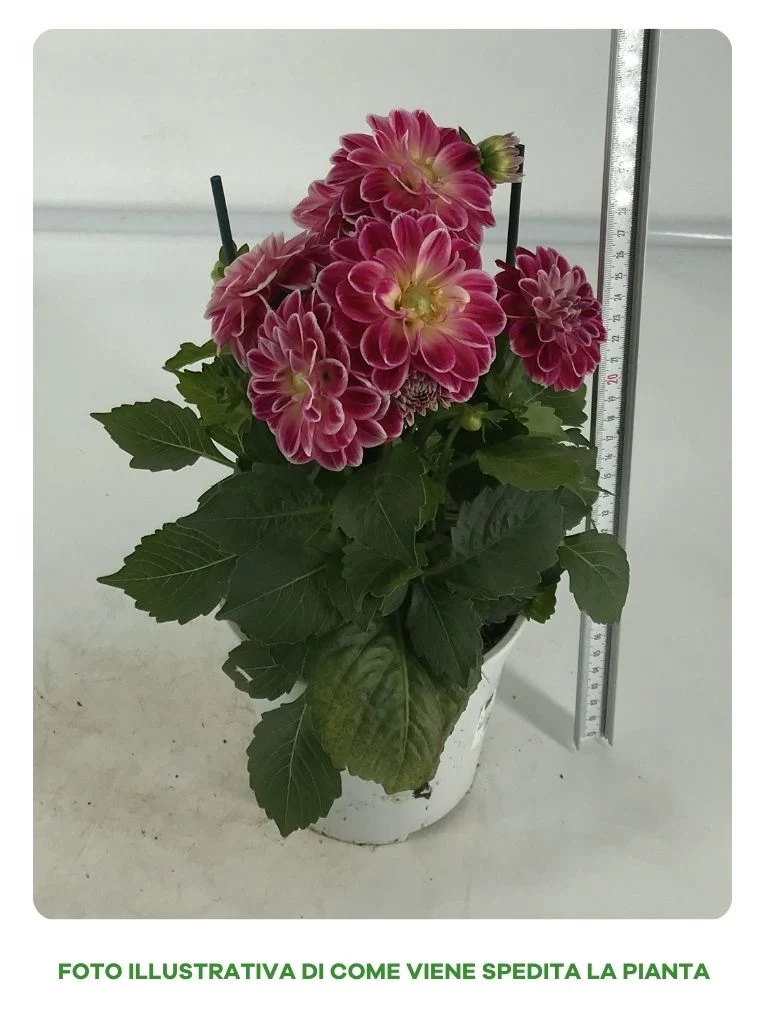 DAHLIA IN VASO 14CM COLORI ASSORTITI