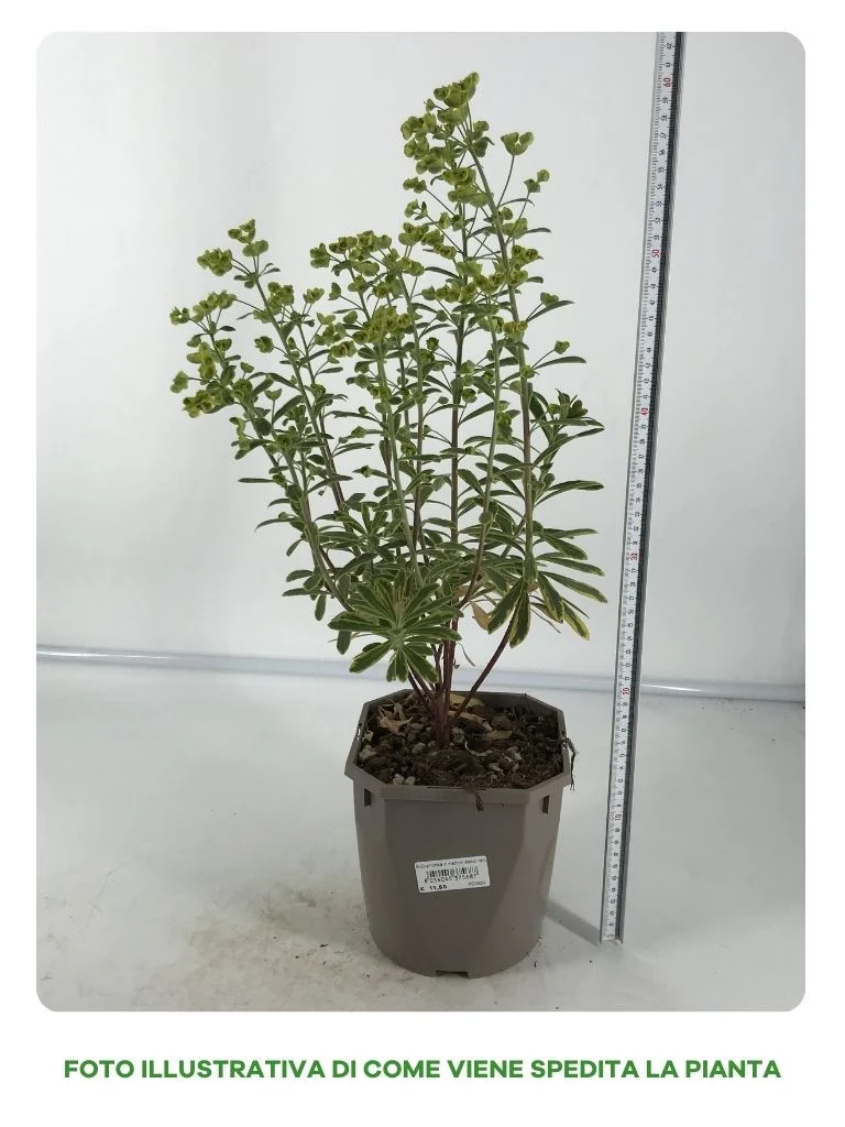 EUPHORBIA ASCOT IN VASO 17CM