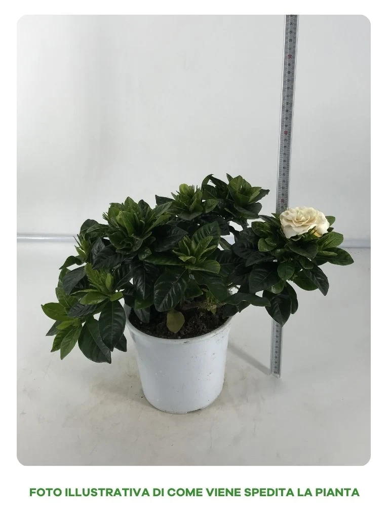 GARDENIA JASMINOIDES IN VASO 17CM
