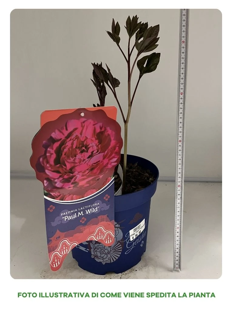 PEONIA LACTIFLORA PAUL M. WILD IN VASO 24CM