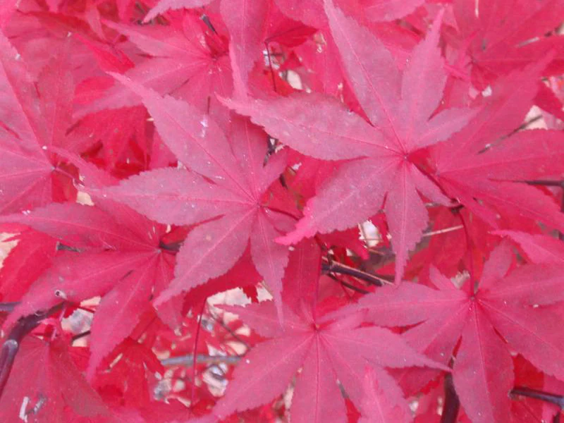 ACERO PALMATUM FIREGLOW IN VASO 22CM