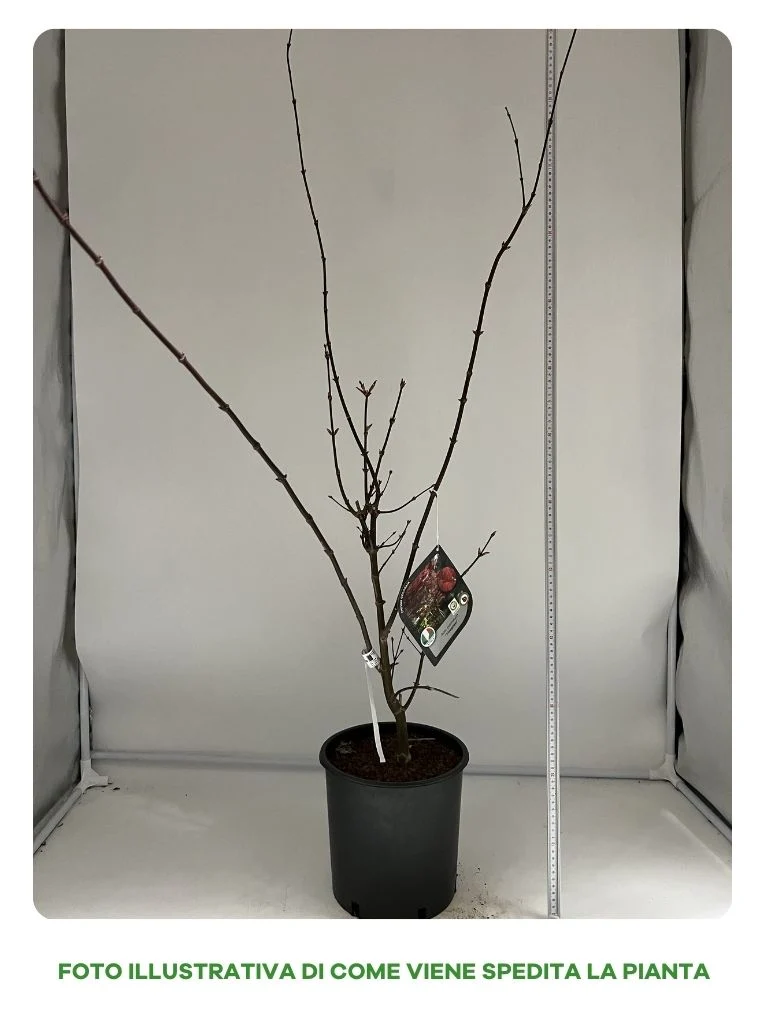 ACERO PALMATUM FIREGLOW IN VASO 22CM