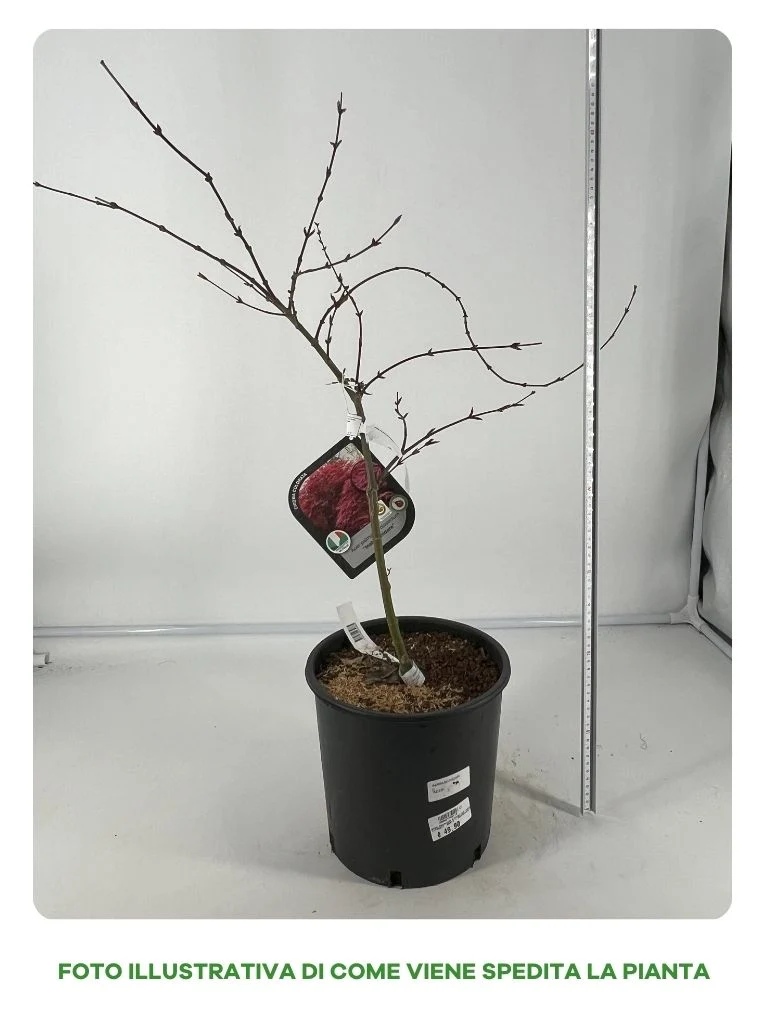 ACERO PALMATUM DISSECTUM INABA IN VASO 22CM