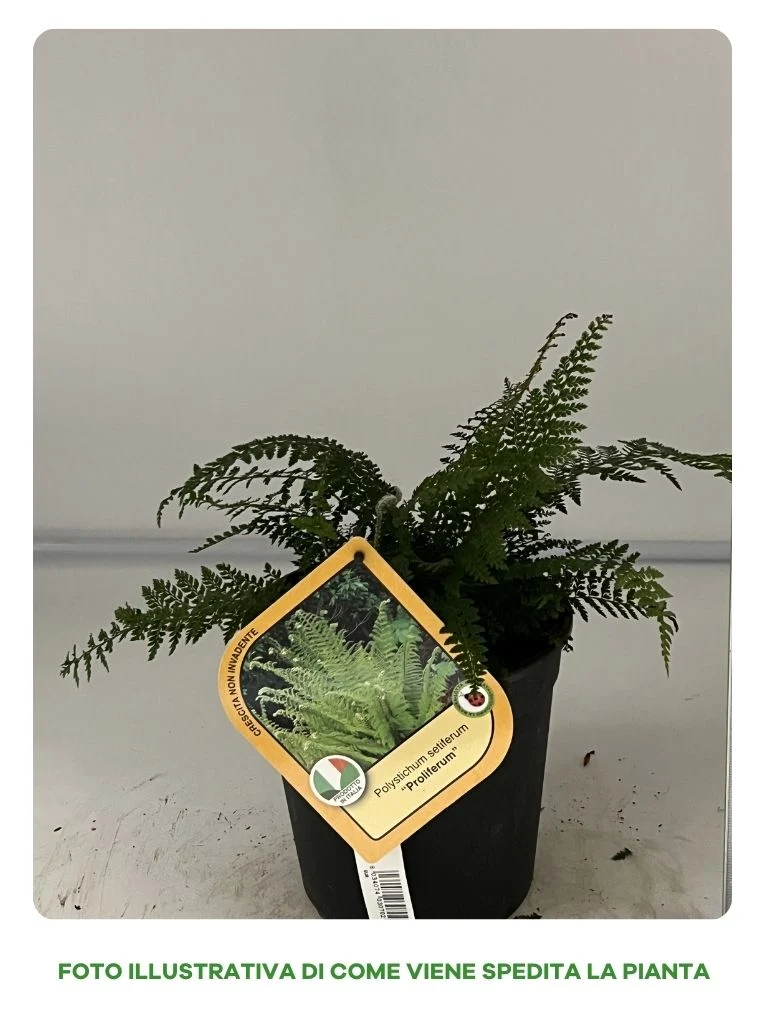 POLYSTICHUM SETIFERUM PROLIFERUM IN VASO 18CM