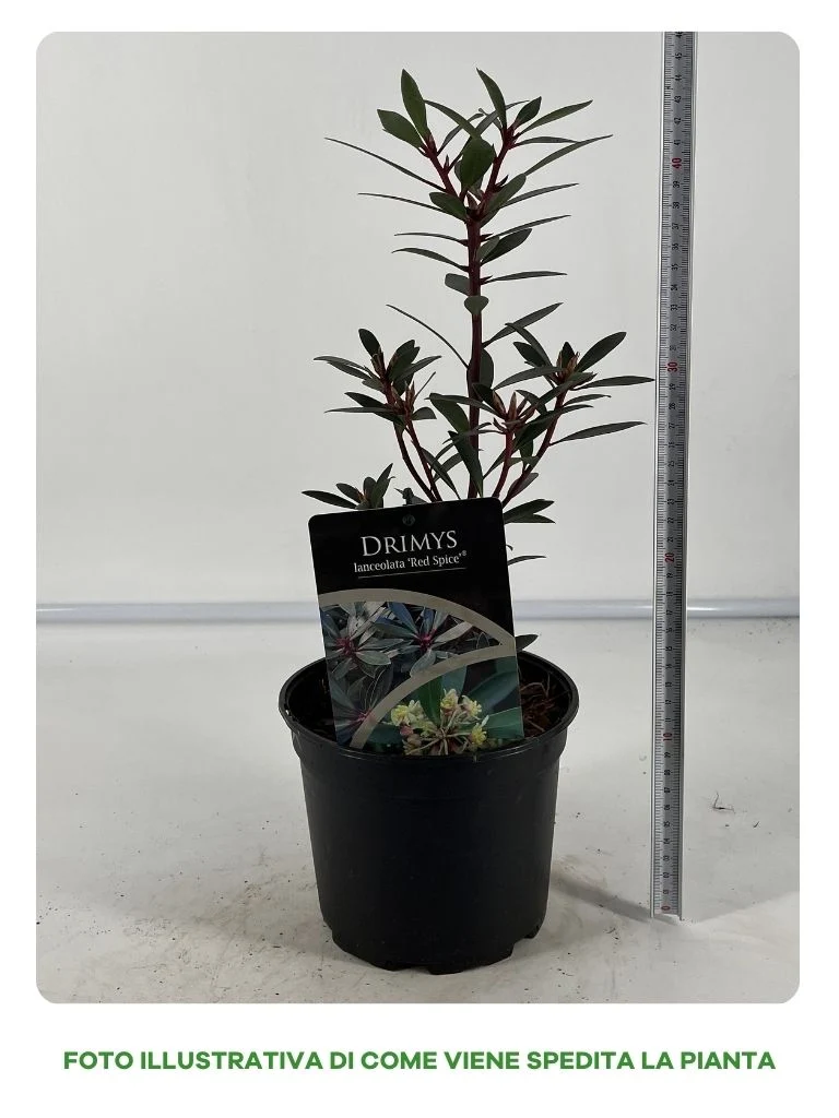 DRIMYS LANCEOLATA IN VASO 17CM