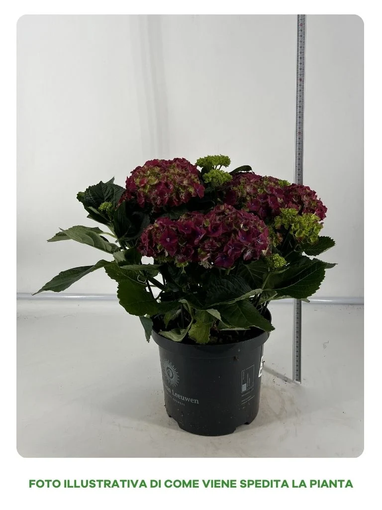 ORTENSIA HYDRANGEA FIORITA IN VASO 23CM
