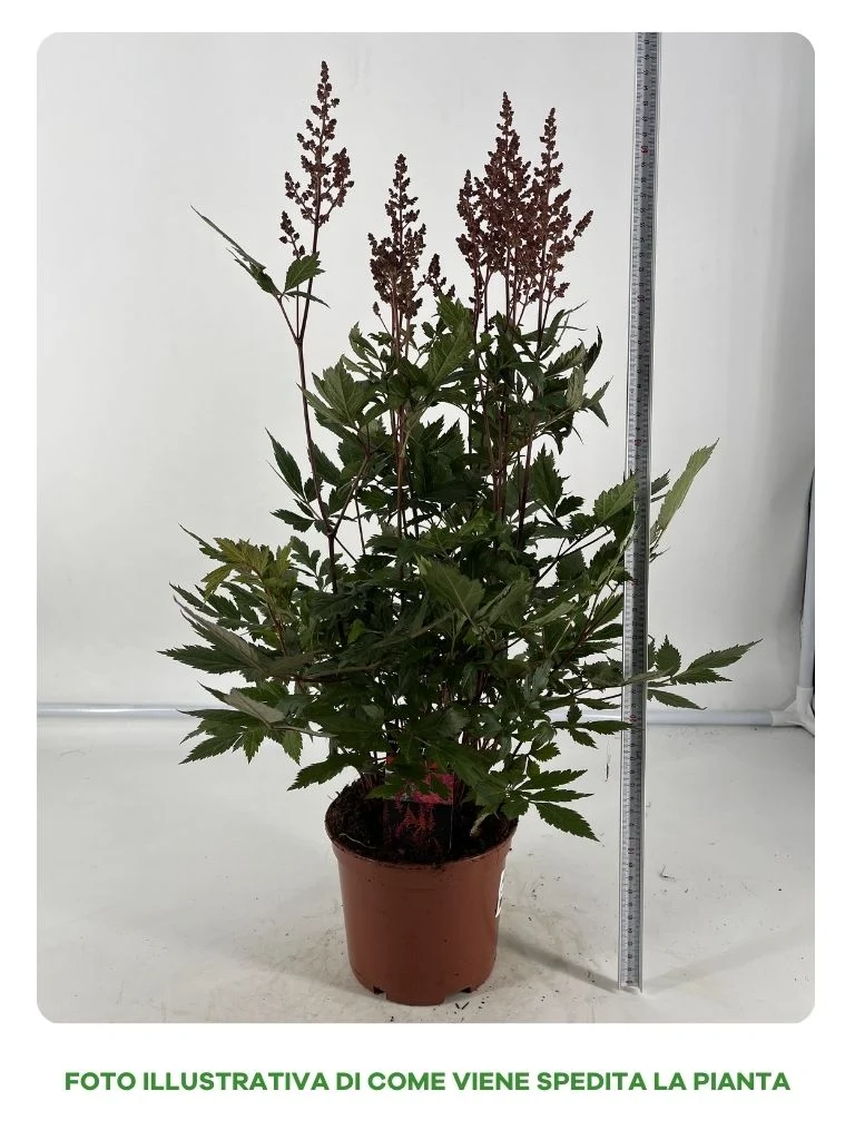 ASTILBE IN VASO COLORI ASSORTITI BIANCO ROSSO O ROSA