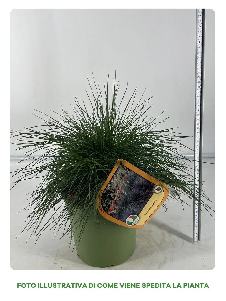 FESTUCA GLAUCA IN VASO 18CM