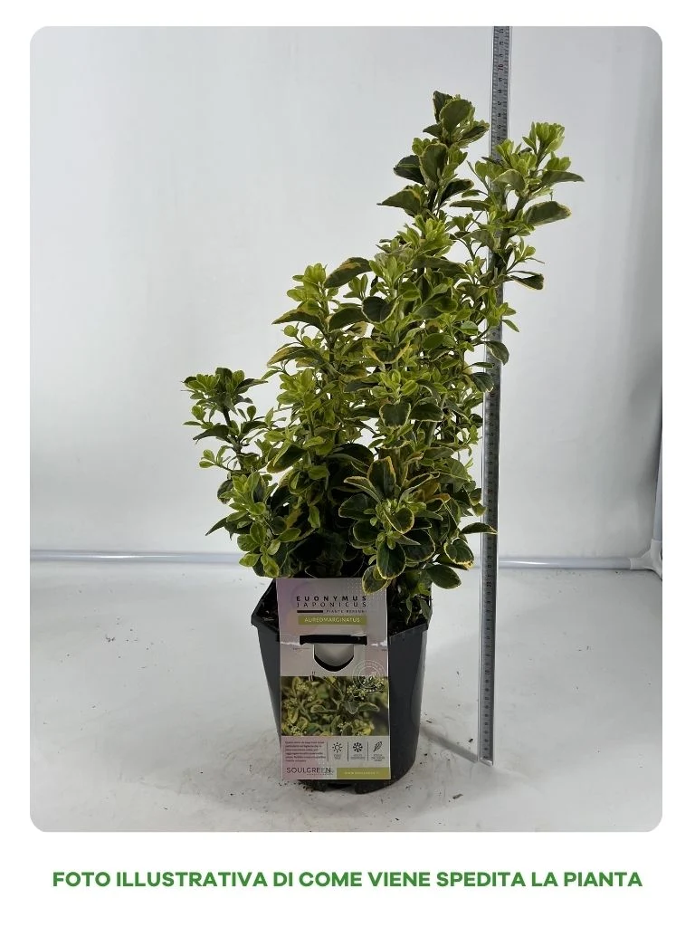 EUONIMUS JAPONICA AUREOMARGINATO IN VASO 17CM