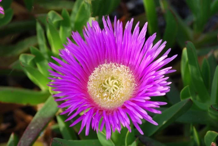 DROSANTHEMUM BARBA DI GIOVE IN VASO 17CM