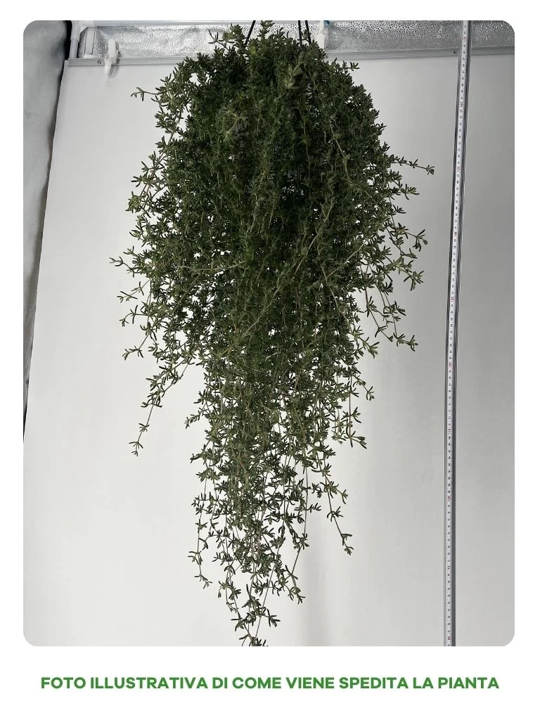 DROSANTHEMUM BARBA DI GIOVE IN VASO 17CM